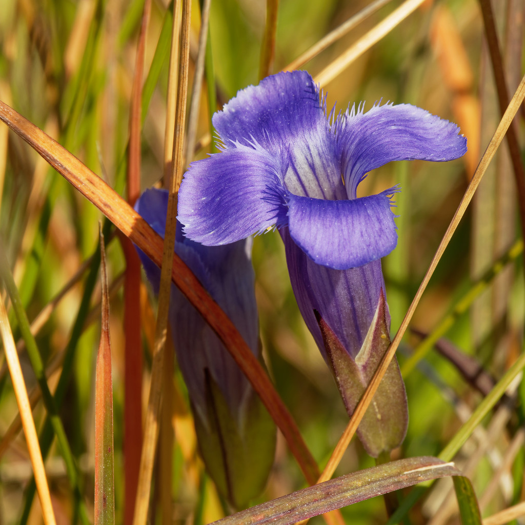 fringed gentian  by rminer