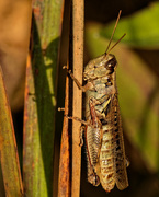 25th Sep 2020 - migratory grasshopper 