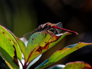 25th Sep 2020 - autumn meadowhawk dragonfly 
