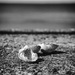 Unwanted shells by gamelee