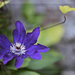Late Clematis by lstasel