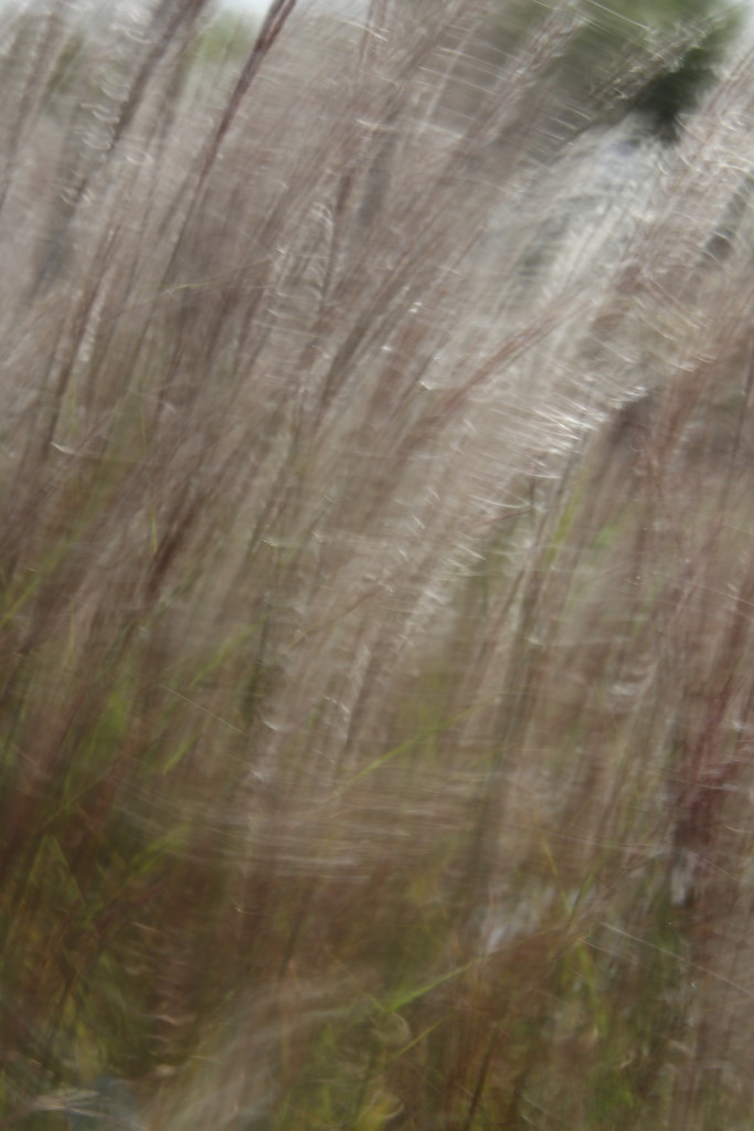 Abstract grasses by 365jgh