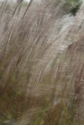 21st Sep 2020 - Abstract grasses