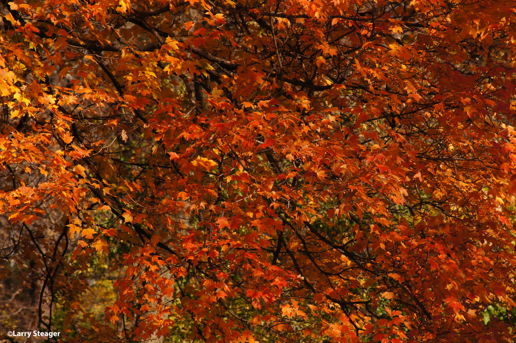 Fall colors local park by larrysphotos