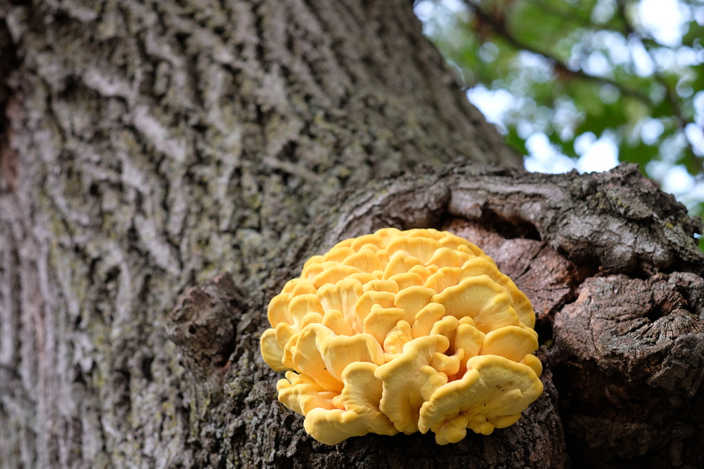 Tree Fungus by tosee