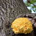 Tree Fungus by tosee