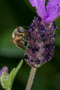 27th Sep 2020 - Classic Bee on Lavender Shot