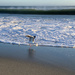 A seagull who didn't want to get its feet wet! by shookchung