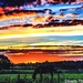 Sunrise over the fields  by stuart46