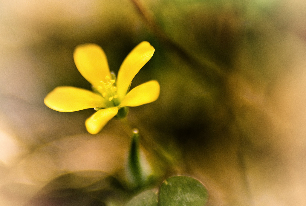Macro Challenge - Weeds - Oxalis by annied