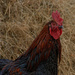 0926 - Chicken by bob65
