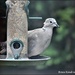 A rather scruffy collared dove by rosiekind