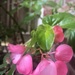Hello pink flower by kaylynn2150