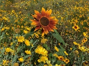 25th Sep 2020 - Sunflower