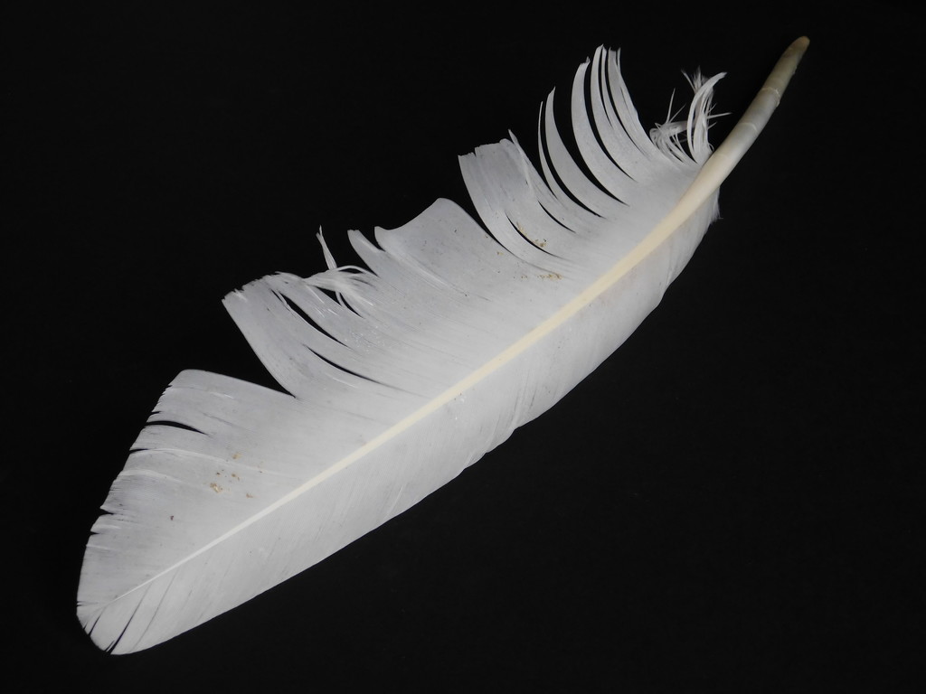 Would be a great quill by 365anne
