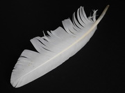 26th Sep 2020 - Would be a great quill