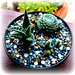 Cacti Bowl  by beryl