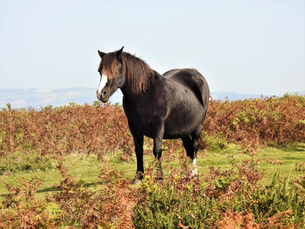  Pony on Hergest Ridge  by susiemc