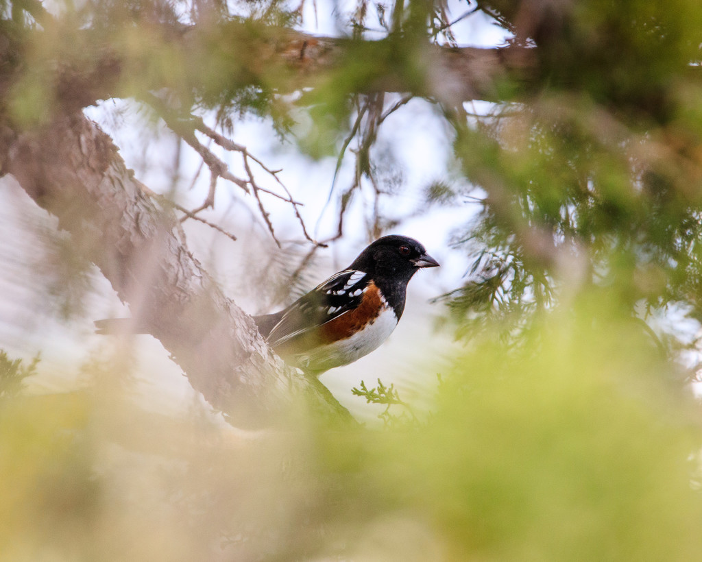 red breasted towhee by aecasey