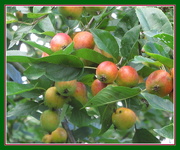 26th Sep 2020 - Eachill Apple tree.