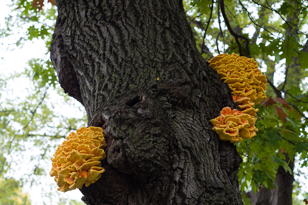 Tree Fungi by tosee