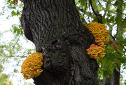 26th Sep 2020 - Tree Fungi