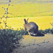 26th Sep 2020 - Rabbit Day