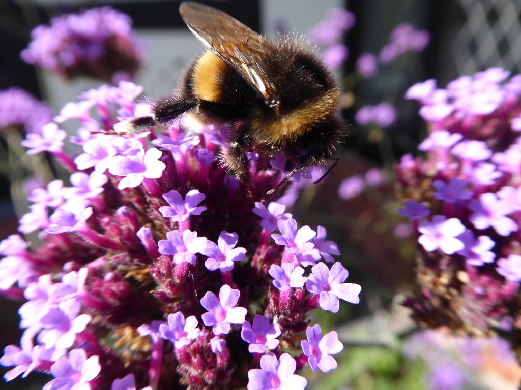 A busy bee on the Verbena by snowy
