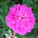 Rose, Hampton Park Gardens by congaree