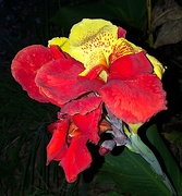26th Sep 2020 - Canna lily