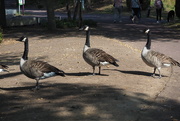 26th Sep 2020 - Socially distancing... the geese have sense! 