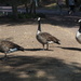 Socially distancing... the geese have sense!  by bizziebeeme