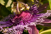 26th Sep 2020 - Passion Flower Up Close!