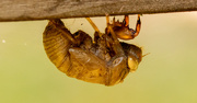 26th Sep 2020 - Cicada Skeleton Just Hanging Around!