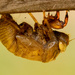 Cicada Skeleton Just Hanging Around! by rickster549