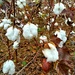 Cotton Field by harbie