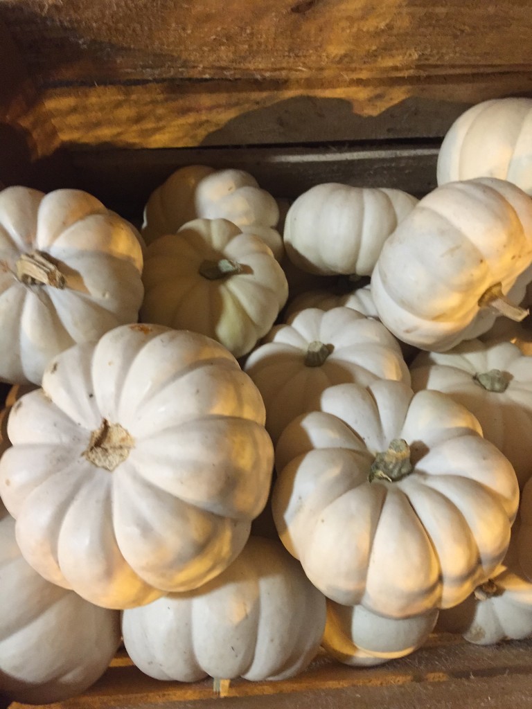 Casper pumpkins  by kchuk