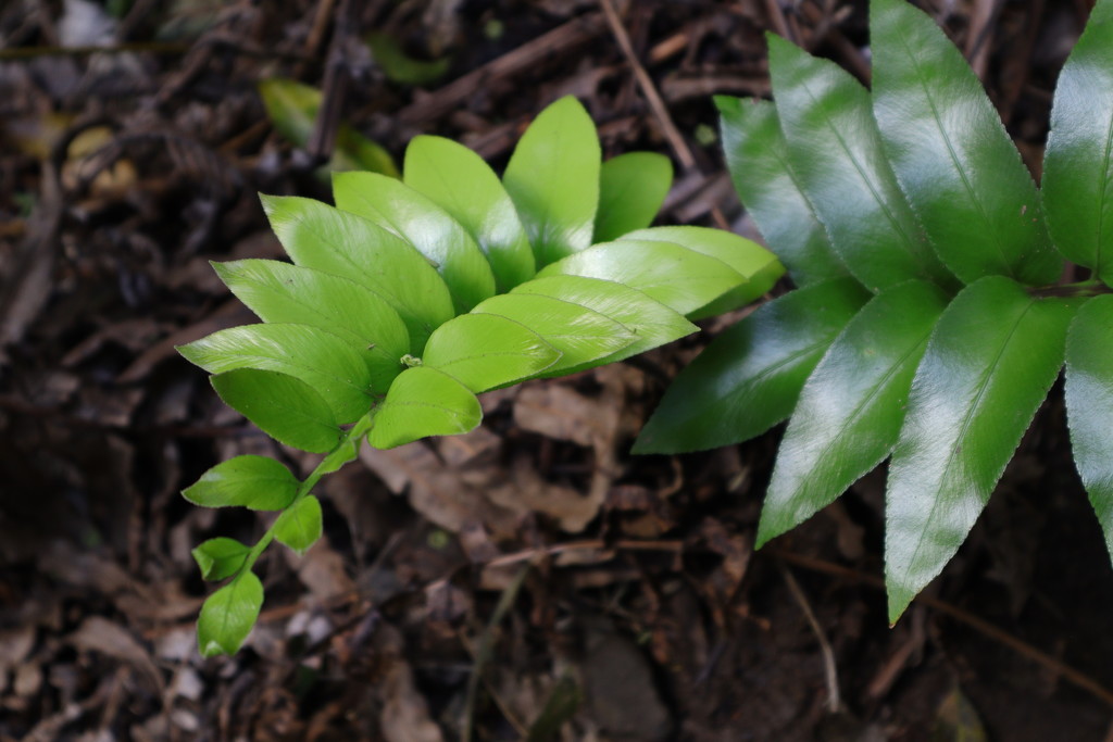 Spring growth by sandradavies