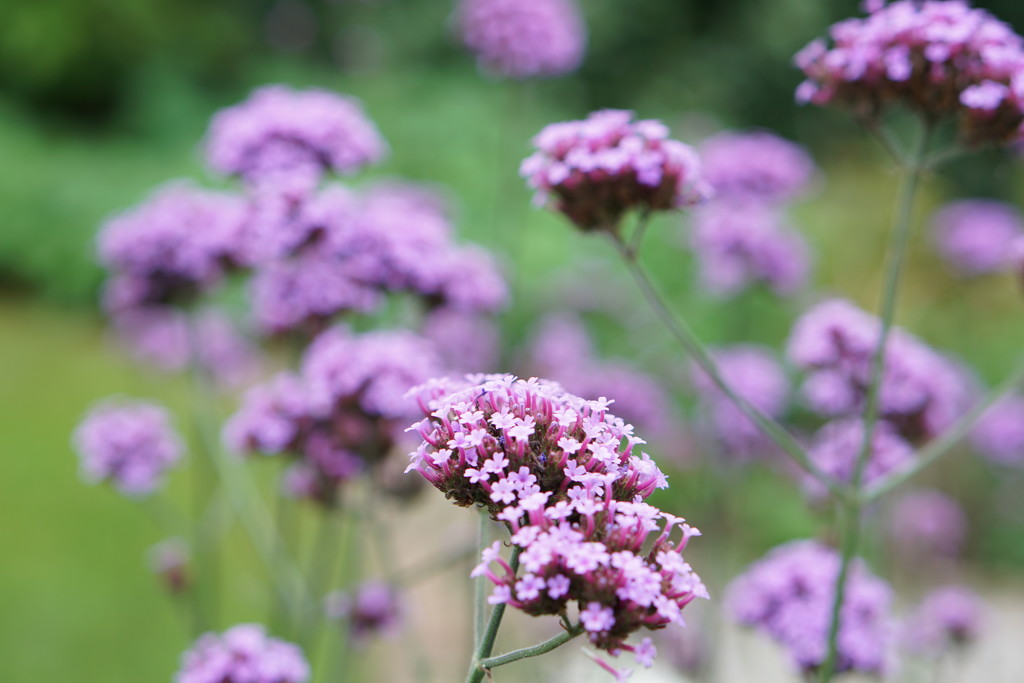 return to the garden: pretty in purple by quietpurplehaze