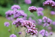 27th Sep 2020 - return to the garden: pretty in purple