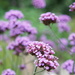 return to the garden: pretty in purple by quietpurplehaze