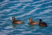 18th Sep 2020 - Three little ducks went swimming by