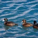 Three little ducks went swimming by by kiwinanna