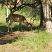 deer in the shadow by marijbar