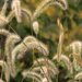 Ornamental grass by mittens
