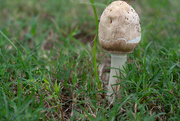 27th Sep 2020 - Fungus in the field...