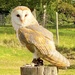 Barn owl by 365projectdrewpdavies