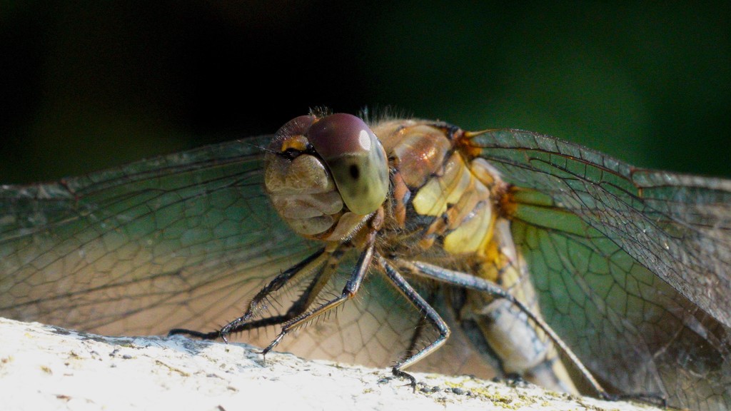 COMMON DARTER - IN YOUR FACE by markp