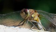 27th Sep 2020 - COMMON DARTER - IN YOUR FACE