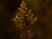 26th Sep 2020 - Milkweed seed on goldenrod